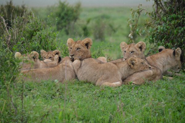 world lion day